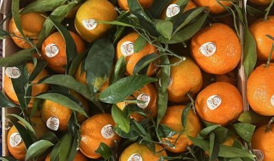 Vente et livraison de clémentines feuilles origine Portugal dans la Loire et régions limitrophes