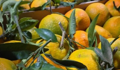 Vente et livraison de clémentines feuilles du Portugal à Saint-Étienne et dans la Loire