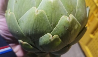 Livraison et vente d'artichauts sur Saint-Étienne