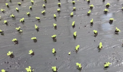 vente et livraison de salade Batavia dans la Loire