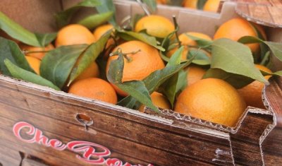 Vente et livraison oranges et clémentines feuilles origine Italie sur Saint-Etienne et alentours
