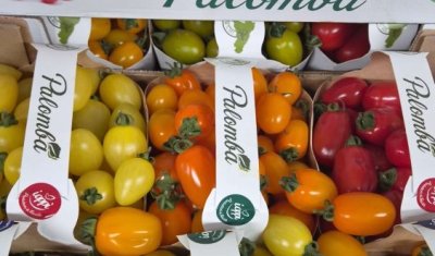 Vendre et livrer des tomates cerises multicolores origine Italie dans la Loire