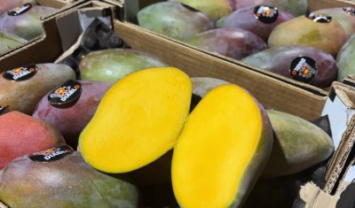 Vente et livraison de mangues Osteen à Saint-Étienne : un fruit de qualité pour les professionnels