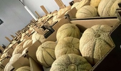 Vente et livraison de prunes et melons à Saint-Étienne : les fruits de saison du mois d'aoû