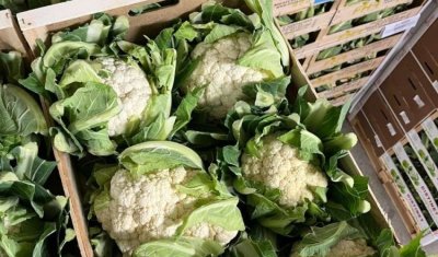 Vente et livraison de chou fleur dans la Loire