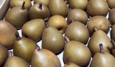 Vente achat poire polyvalente de saison dans la Loire