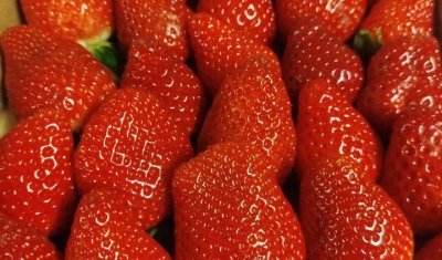 Vente et livraison de fraises locales et belges sur Saint-Étienne