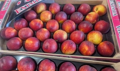 Vente et livraison de fruits à noyau de saison dans la Loire