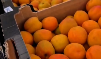 Vente et livraison d’abricots à Saint-Étienne : arrivage “Les Fruits de Pépé Roger