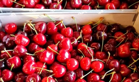 CERISE LOCAL TAP FRUITS VENTE ACHAT LIVRAISON FRUITS ET LEGUMES DANS LA LOIRE