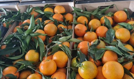 VENTE ACHAT LIVRAISON FRUITS ET LEGUMES DE SAISON  SUR MONTBRISON