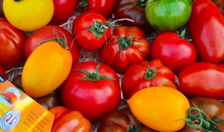 Vente et livraison de tomates France segmentation de Bretagne sur Saint-Etienne