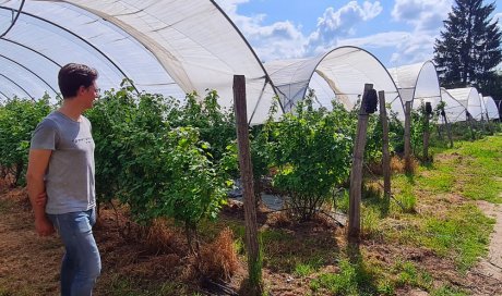 Vente et livraison de fruits rouges origine Haute-Loire sur Saint-Etienne