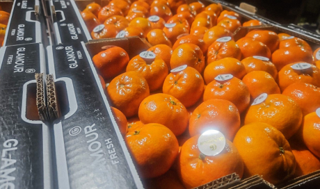 Livraison volume vente clémentines dans la Loire