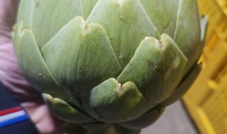 Livraison et vente d'artichauts sur Saint-Étienne