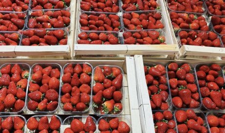 Vente et livraison de fraises sur Saint-Etienne