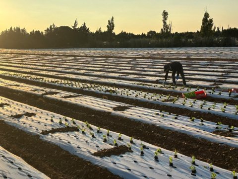 Approvisionnement et livraison de salades à Saint-Étienne : préparation de la saison automne-hiver 2026/2027