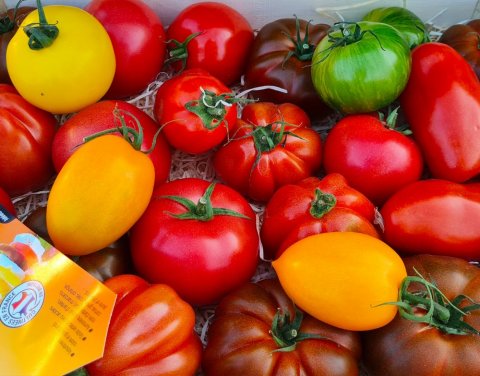 Vente et livraison de tomates France segmentation de Bretagne sur Saint-Etienne