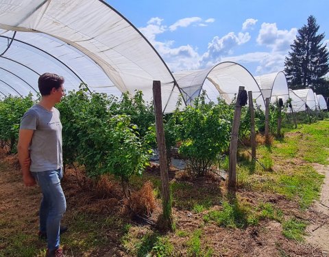 Vente et livraison de fruits rouges origine Haute-Loire sur Saint-Etienne