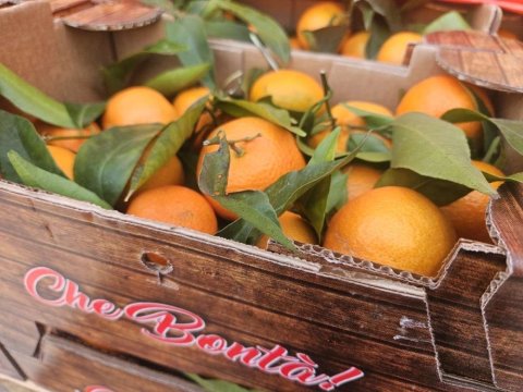 Vente et livraison oranges et clémentines feuilles origine Italie sur Saint-Etienne et alentours