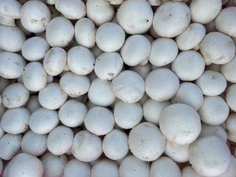 Nouveauté vente et livraison champignons de Paris blanc origine France