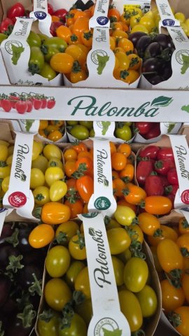 Vendre et livrer des tomates cerises multicolores origine Italie dans la Loire