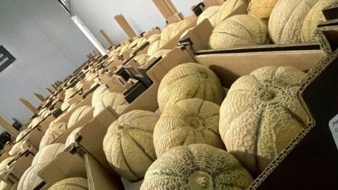 Vente et livraison de prunes et melons à Saint-Étienne : les fruits de saison du mois d'aoû
