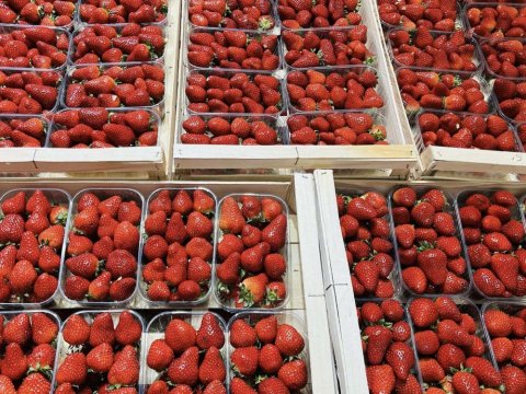 Vente et livraison de fraises sur Saint-Etienne