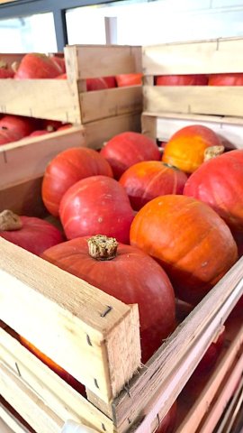 Vente et livraison de courges et légumes racines à Saint-Étienne : la saison d’automne est lancée