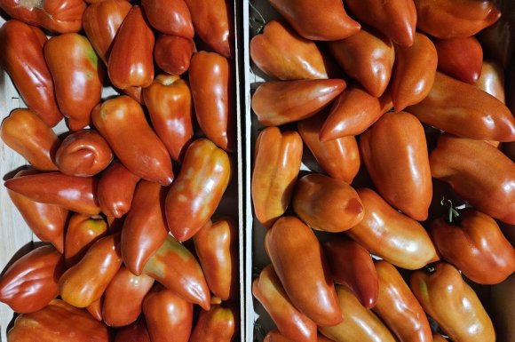 Vente et livraison pour les professionnels : Nos variétés de tomates