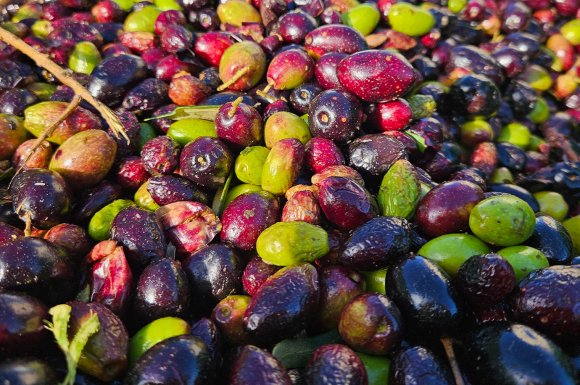 Commande livraison d'olives dans la Loire