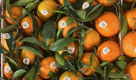 Vente et livraison de clémentines feuilles origine Portugal dans la Loire et régions limitrophes
