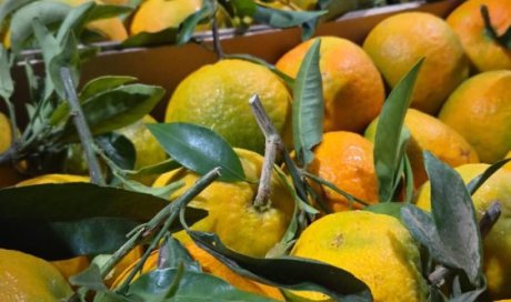 Vente et livraison de clémentines feuilles du Portugal à Saint-Étienne et dans la Loire