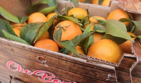 Vente et livraison oranges et clémentines feuilles origine Italie sur Saint-Etienne et alentours