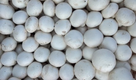 Nouveauté vente et livraison champignons de Paris blanc origine France