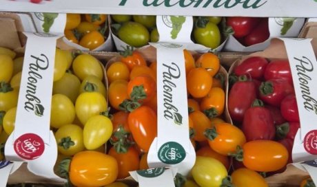 Vendre et livrer des tomates cerises multicolores origine Italie dans la Loire