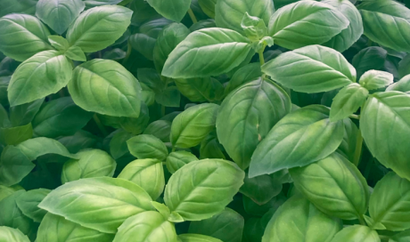 Distribution de Cress dans la Loire