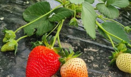 VENTE ET ACHAT FRAISE  FRANCE EN DIRECT  PRODUCTEUR PAR GROSSISTE EN FRUITS ET LEGUMES  A ANNONAY