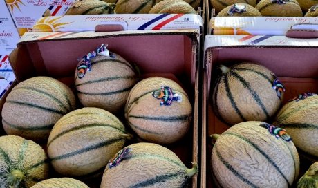 MELON CHARENTAIS PROVENCE DIRECT PRODUCTEUR TAP FRUITS