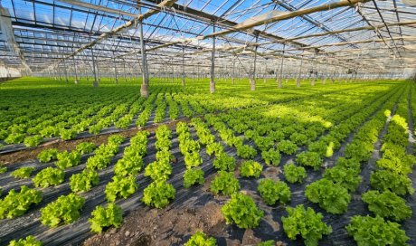 Vente et livraison de salade sur Saint-Etienne