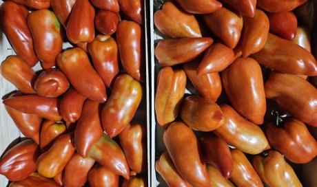 Vente et livraison pour les professionnels : Nos variétés de tomates
