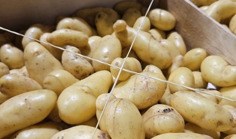 Pomme de terre Delikatess livrée aux professionnels de la restauration