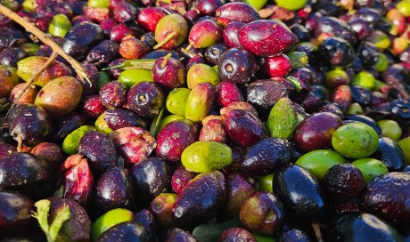 Commande livraison d'olives dans la Loire