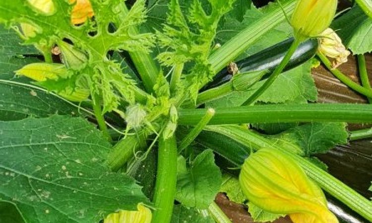 COURGETTE BIO FRANCE