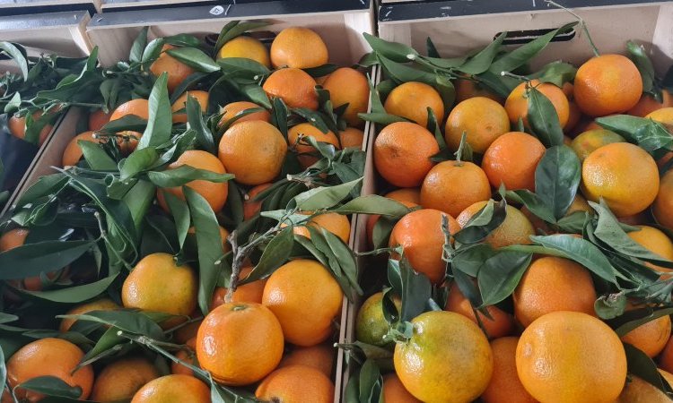 VENTE ACHAT LIVRAISON FRUITS ET LEGUMES DE SAISON  SUR MONTBRISON