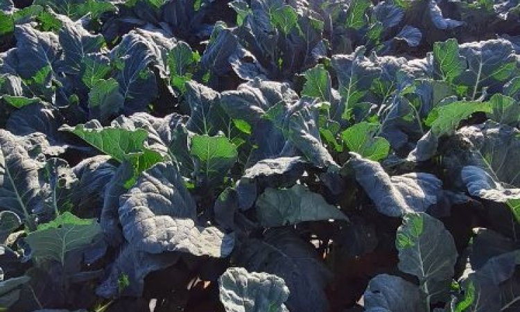 LIVRAISON FRUITS ET LEGUMES POUR PROFESSIONNEL SUR MONTBRISON 