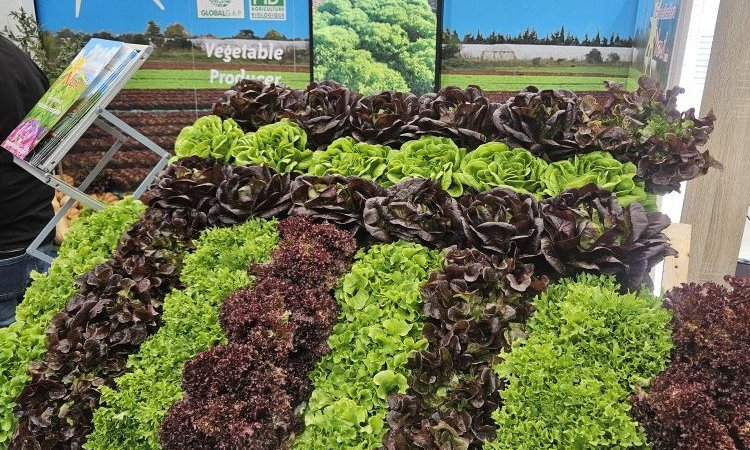 Vente livraison achat salade locale dans la Loire