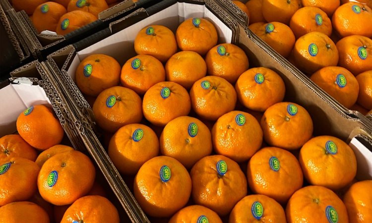 Vente et livraison professionnel mandarine sur Saint-Etienne