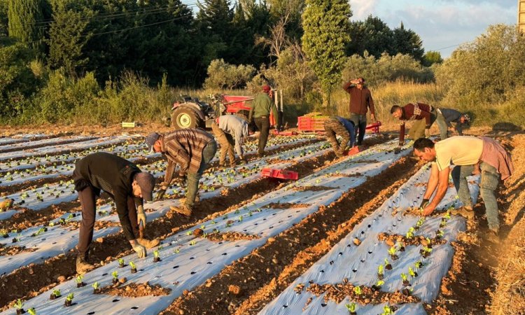 Approvisionnement et livraison de salades à Saint-Étienne : préparation de la saison automne-hiver 2026/2027