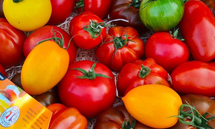 Vente et livraison de tomates France segmentation de Bretagne sur Saint-Etienne